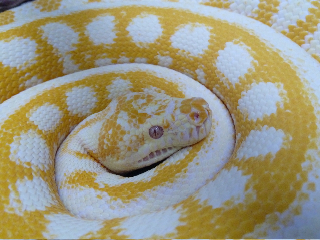 Albino 2